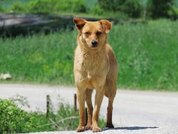 Portrait of dog standing on grass