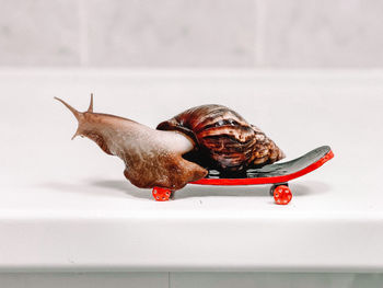 Close-up of crab on the table