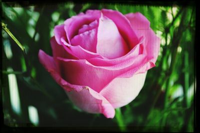 Close-up of pink rose