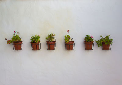 Potted plants against wall