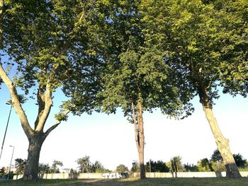 Low angle view of trees against clear sky