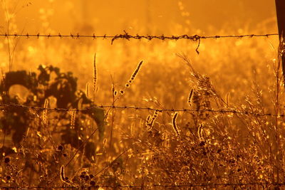 Close-up of grass on field against sky during sunset