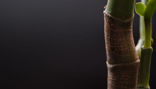 Close-up of plant against black background