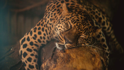 Close-up of leopard sleeping