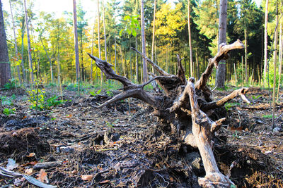 Close-up of tree trunk in forest