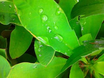 Close-up of water drops on plant