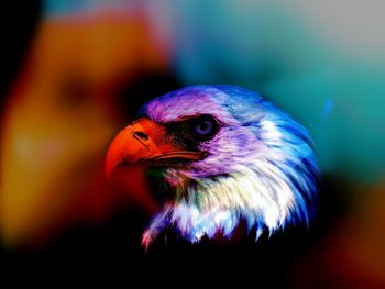 Close-up of bird against blurred background