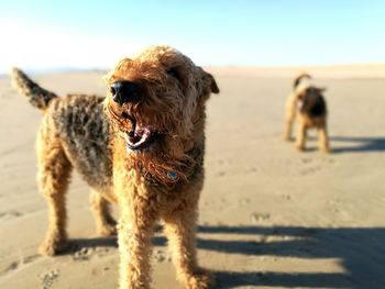 Dog on beach against sky