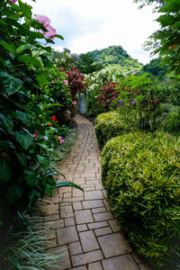 Footpath amidst flowering plants against sky