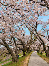Road amidst bare tree