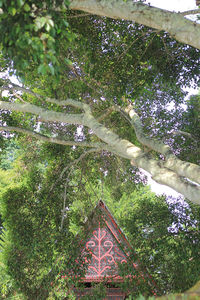 Low angle view of trees