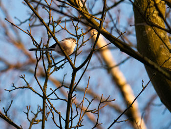 Low angle view of bird perching on branch