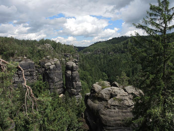 Scenic view of forest