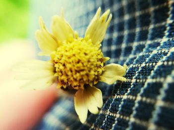 Close-up of yellow flower