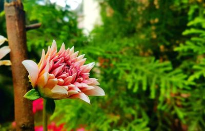 Close-up of pink flower blooming outdoors