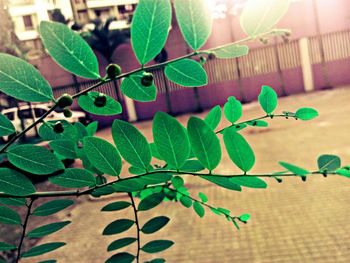 Close-up of green leaves