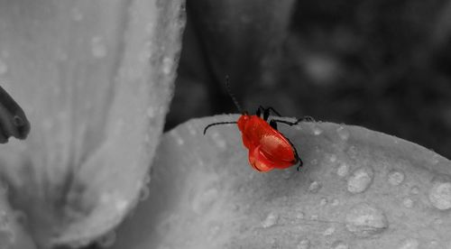 Close-up of red rose