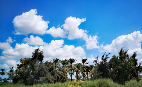 Low angle view of trees on field against sky