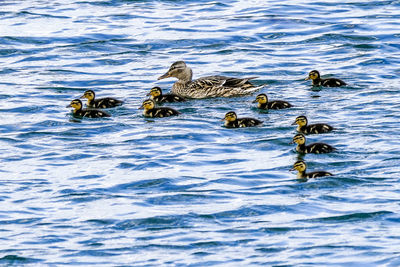 High angle view of mallard duck with ducklings swimming in river