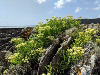 Plants growing on rock by sea against sky
