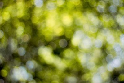 Defocused image of tree