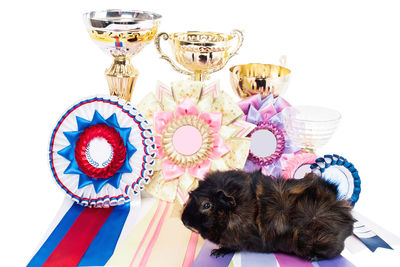 Close-up of a dog over white background