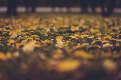 Surface level of dry leaves on the ground