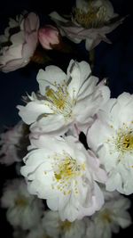 Close-up of flowers