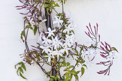 Close-up of white flowering plant against wall