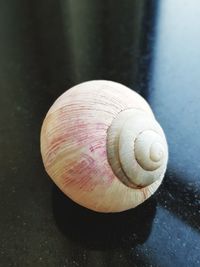 Close-up of snail