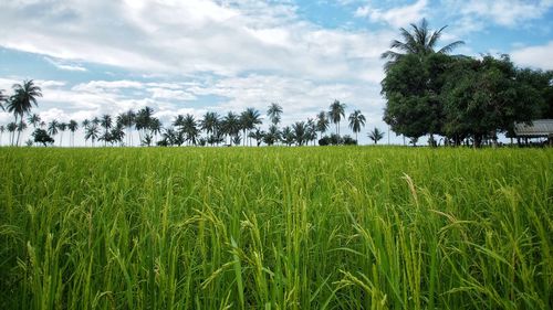 Scenic view of agricultural field against sky