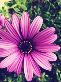 Close-up of pink flower blooming outdoors