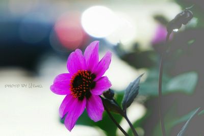 Close-up of pink flower