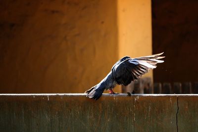 Close-up of bird flying against wall