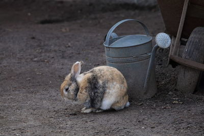 Rabbit by watering can on field
