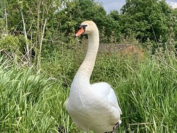 Swan in a field