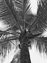 palm tree