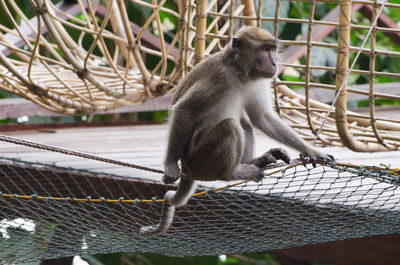 Monkey sitting on netting