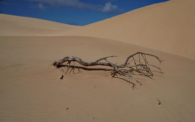 Plant on sand dune in desert against sky