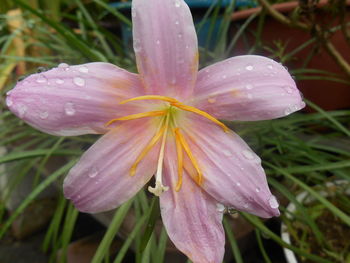 Close-up of water drops on pink flower