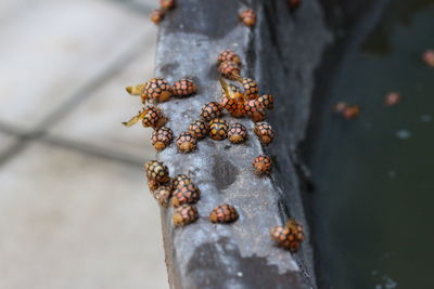 Close-up of rusty chain