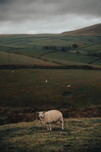 Sheep in a field