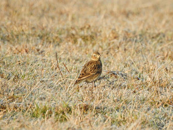 Close-up of sparrow perching on field