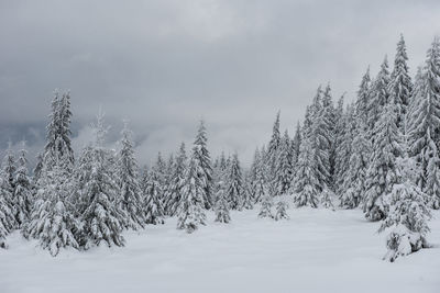 Pine trees on snow covered field against sky