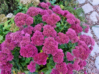 High angle view of hydrangea flowers