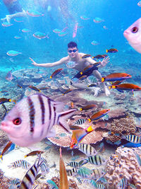 Close-up of fish swimming in sea