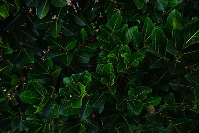 Full frame shot of fresh green leaves on field