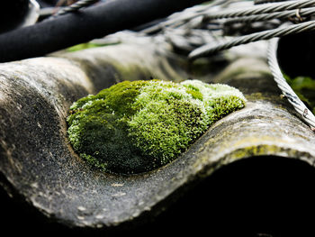 Close-up of moss growing on tree trunk