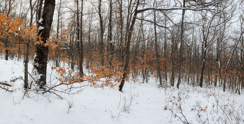 Bare trees on snow covered land