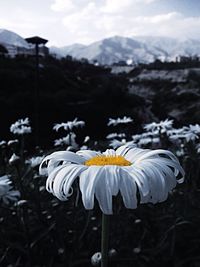 Close-up of flower blooming against mountains